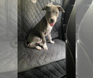 Medium Photo #1 American Staffordshire Terrier-Unknown Mix Puppy For Sale in San Antonio, TX, USA