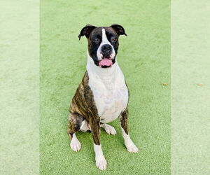 Boxer Dogs for adoption in Austin, TX, USA
