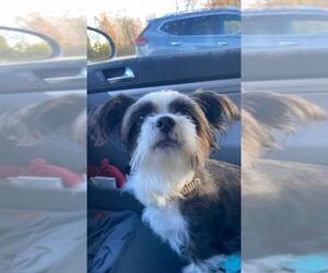Shih Tzu Dogs for adoption in Chestertown, MD, USA