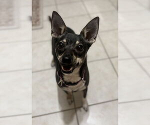 Chihuahua-Unknown Mix Dogs for adoption in Valrico, FL, USA