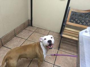 American Staffordshire Terrier Dogs for adoption in Blairsville, GA, USA