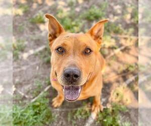 Chow Chow-Unknown Mix Dogs for adoption in Aurora, CO, USA