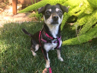 Doxie-Pin Dogs for adoption in Santa Clara, CA, USA