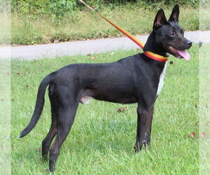 Mutt Dogs for adoption in Prattville, AL, USA