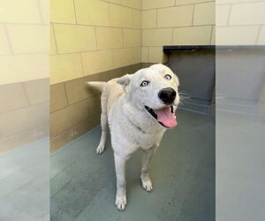 Siberian Husky Dogs for adoption in Riverside, CA, USA