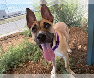 Mutt Dogs for adoption in Denver, CO, USA
