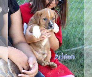 Labrador Retriever Dogs for adoption in Morton Grove, IL, USA