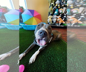 American Pit Bull Terrier Dogs for adoption in Dallas, TX, USA