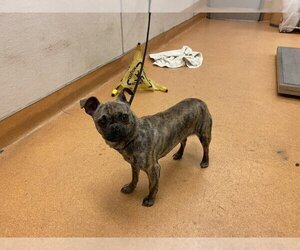 Pug Dogs for adoption in Martinez, CA, USA