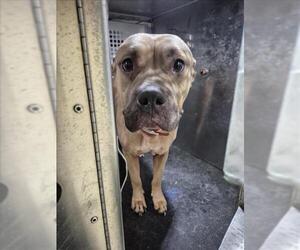American Pit Bull Terrier Dogs for adoption in Texas City, TX, USA