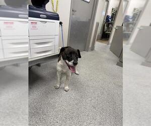 American Pit Bull Terrier-Unknown Mix Dogs for adoption in Pasadena, TX, USA