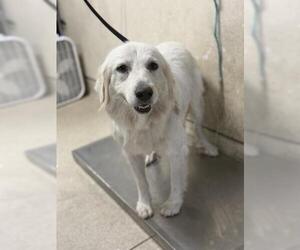 Labrador Retriever Dogs for adoption in Riverside, CA, USA