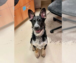 Mutt Dogs for adoption in Webster, WI, USA