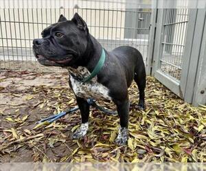 Mutt Dogs for adoption in Martinez, CA, USA