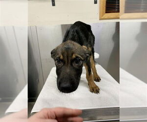 Rottweiler-Siberian Husky Mix Dogs for adoption in Fairbanks, AK, USA