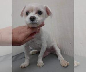 Maltese Dogs for adoption in Rustburg, VA, USA