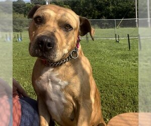 American Pit Bull Terrier Dogs for adoption in Easton, PA, USA