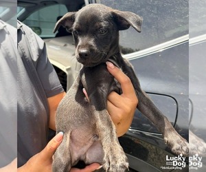 Labrador Retriever-Unknown Mix Dogs for adoption in Washington, DC, USA