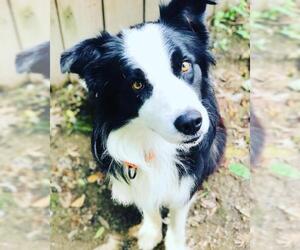 Border Collie Dogs for adoption in Akron, OH, USA