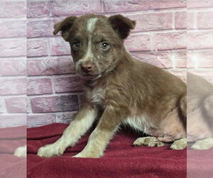 Australian Shepherd-Unknown Mix Dogs for adoption in Lakewood, CO, USA