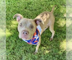 Mutt Dogs for adoption in Tulsa, OK, USA