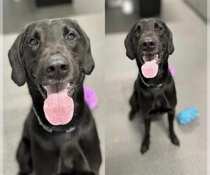 Labrador Retriever Dogs for adoption in Westminster, MD, USA