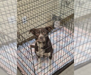 Border Collie-Unknown Mix Dogs for adoption in Texas City, TX, USA