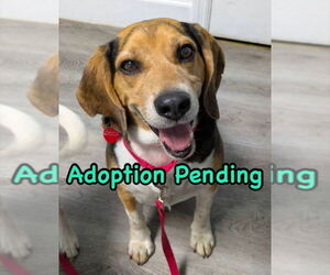 Beagle Dogs for adoption in Dunnellon, FL, USA