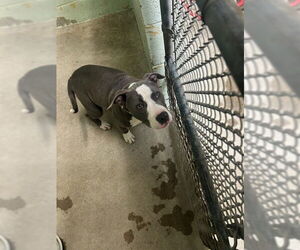 Mutt Dogs for adoption in Stockton, CA, USA