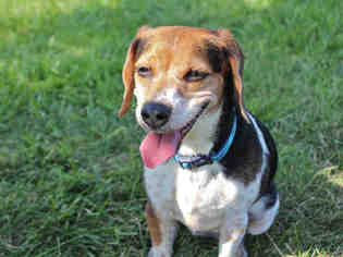 Beagle Dogs for adoption in Fort Wayne, IN, USA