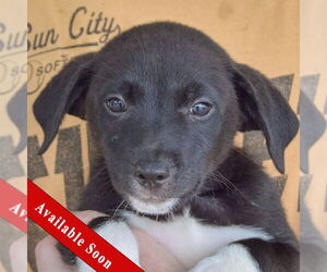 Australian Shepherd-Unknown Mix Dogs for adoption in Huntley, IL, USA