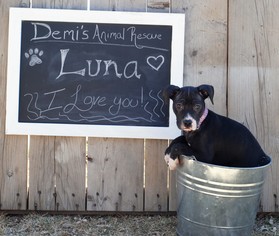 Boxador Dogs for adoption in Aurora, CO, USA