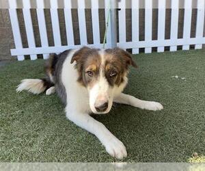 Border Collie Dogs for adoption in Modesto, CA, USA