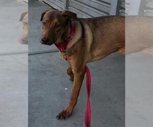 German Shepherd Dog-Unknown Mix Dogs for adoption in Las Vegas, NV, USA