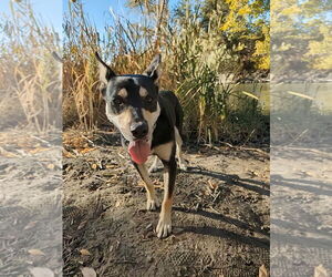 Australian Kelpie-Unknown Mix Dogs for adoption in Sandy, UT, USA