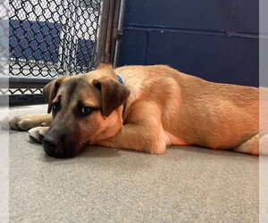 Mutt Dogs for adoption in Sterling, MA, USA