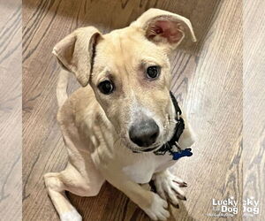 Labrador Retriever-Unknown Mix Dogs for adoption in Washington, DC, USA