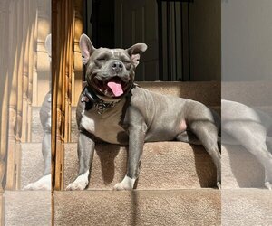 American Pit Bull Terrier-Unknown Mix Dogs for adoption in  Ramona, CA, USA