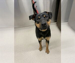 Shepweiller Dogs for adoption in Fairbanks, AK, USA