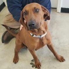 Redbone Coonhound Dogs for adoption in Knoxville, IA, USA
