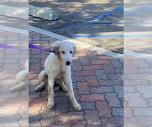 Great Pyrenees-Unknown Mix Dogs for adoption in Rancho Cucamonga, CA, USA