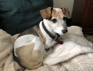 Jack Russell Terrier Dogs for adoption in Lincoln, NE, USA