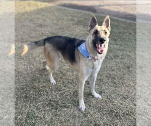 German Shepherd Dog Dogs for adoption in Phoenix, AZ, USA