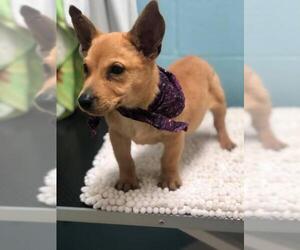 Chi-Corgi Dogs for adoption in Orangeburg, SC, USA