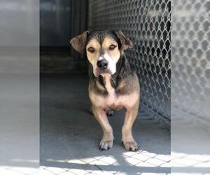 Medium Photo #1 Basset Hound Puppy For Sale in Freeport, FL, USA