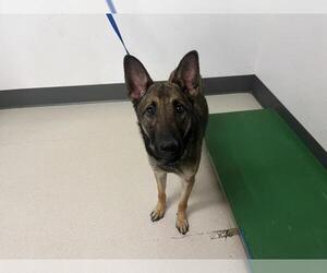 German Shepherd Dog-Unknown Mix Dogs for adoption in Corona, CA, USA