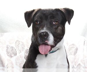 American Pit Bull Terrier-Labrador Retriever Mix Dogs for adoption in Burbank, CA, USA