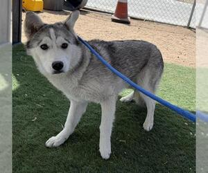 - Mix Dogs for adoption in HESPERIA, CA, USA