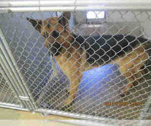 German Shepherd Dog Dogs for adoption in San Andreas, CA, USA