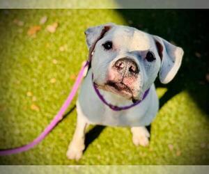 American Bulldog-Unknown Mix Dogs for adoption in Orlando, FL, USA